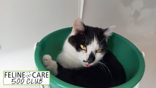 Feline Care 500 Club January 2022