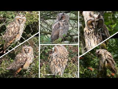 LONG EARED OWLS 👀 Calling Baby Owlets Call 🦉 Adults Hunting 🦉    Asio otus