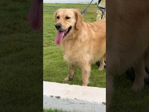 What a Beautiful Golden Retrievers  #goldenretriever #dog #shorts