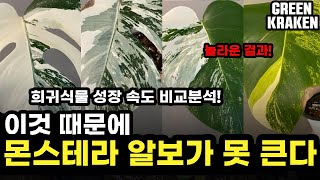 Sub) The decisive reason why Monstera Albo didn't come. The Secret of the Rare Plant Growth Rate