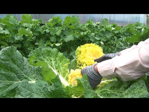 도시인들은 따라 할 수 없는 가을 김장배추를 이용한 건강한 밥상 만들기