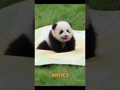 Bao Bao The Incredible Panda #shorts