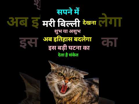 Sapne Me Mari Billi Dekhna | सपने मे मरी बिल्ली देखना | Seeing Cats In Dream | #Cat_Dream