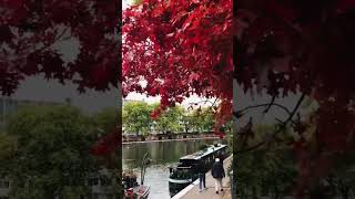 Autumn leaves. #autumn #autumnleaves #london #londonwalk #londonbylondoners #minivlog #littlevenice