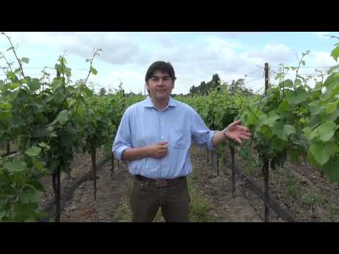 Winemaker Gustavo at vineyard partner Stanly Ranch discussing Pinot Noir Clones 667 & Pomard Clone