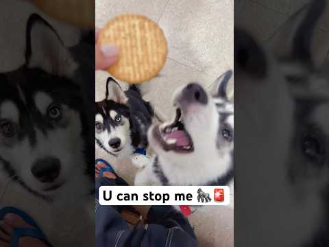 Don’t trust your Husky dog #shorts #dog #husky #trendingsongs