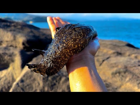 一生に一度は食べたい海のナメクジ