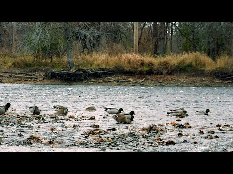 Relaxing River Ducks