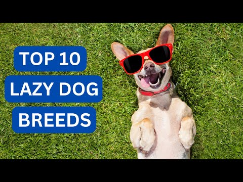 "Can You Guess the 10 Laziest Dog Breeds? You Won't Believe #7!"