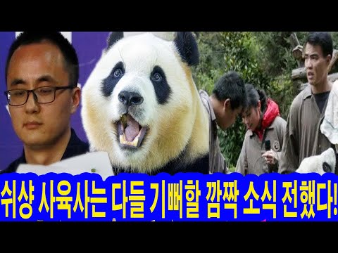 쉬샹 사육사는 다들 기뻐할 깜짝 소식 전했다! 쓰촨성 워룽중화자이언트판다원 선수핑기지 직원 75명이 감동 눈물 흘렸다! 쉬샹에게 꽃다발 건넸다 "축하해! 드디어 지옥에서 탈출했네"