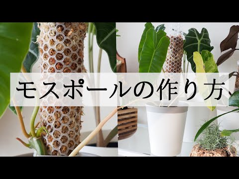 【モスポールの作り方】自分で作る方法｜植物を大きく育てるための水苔支柱【観葉】