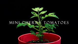 [4K] 미니 방울토마토 성장 타임랩스 키우기/ 식물 농작물  타임랩스 / Tomato Plant Growing Time Lapse-네이처타임랩스