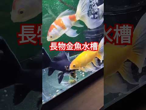 [長物金魚] 90㌢スリム水槽 コメット　朱文金