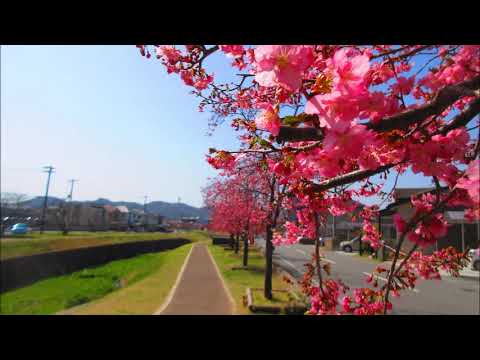 大島川河津桜～