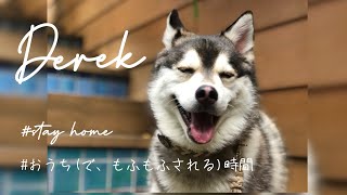 ハスキーの子犬じゃない！ポンスキーのおうち時間