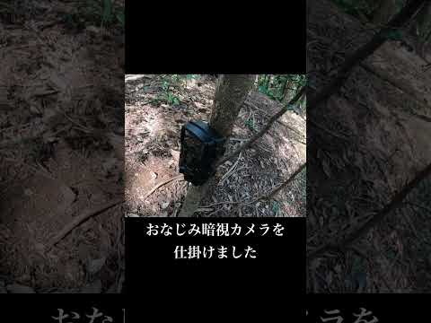 絶対に犯人見つける #shorts #山開拓