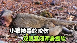 小猴子被毒蛇咬伤，躺在地上浑身抽搐，猴妈却以为幼崽睡着了