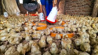 How to Protect Chicks Against Diseases - Zero Deaths!