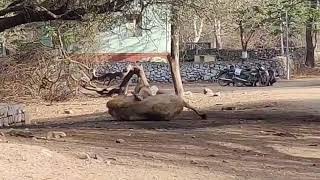 Asiatic Lion Fight