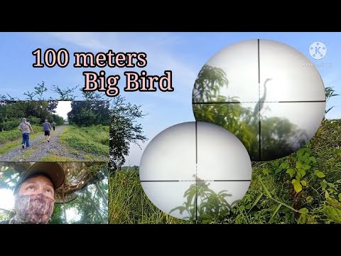 Bird Hunting PH ep33: 100meters shots