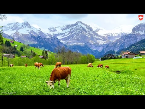 Switzerland’s Magical Gstaad Region! Cows Grazing in a Beautiful Swiss Valley