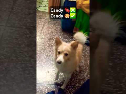 Dogo Candy #petdog #music #dog #dance #funny