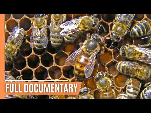 The Best of Nature's Fragile Giants - Endangered Insects Revealed | Full Documentary