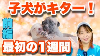 子犬を迎えて1週間　やっちゃダメな事　大事なことは○○だった【ドッグトレーナ解説】前編　【子犬の育て方#1-1】