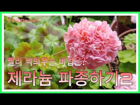 제라늄 파종하기2 - 빨리 싹틔우는 비법ㅣSowing Pelargoniums 2