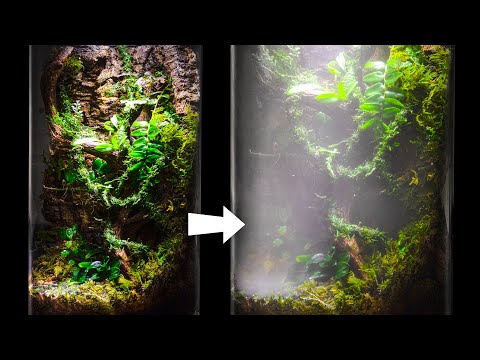 Misty Cloud Forest Micro Orchid Moss Terrarium