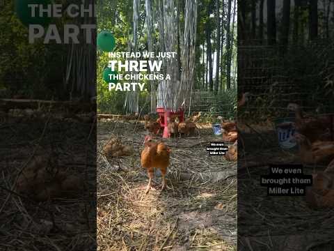 We Threw Our Chickens a Party!