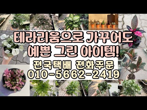 테라리움 용으로도 유용한 그린아이템 식물영상 보세요