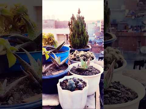 LETSGOGREEN Succulent | Indoor Plants| #status  #nature   #shorts #short #shortvideo #youtubeshorts