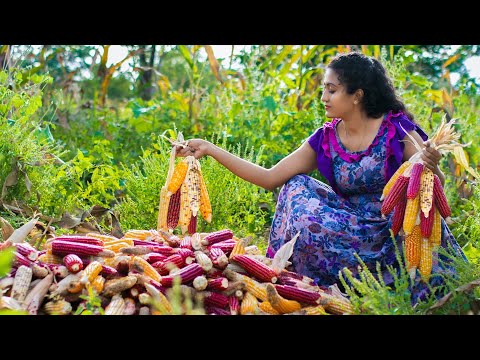 Learn How to Cook Sri Lankan Corn Recipes 🌽 Traditional Recipes Using Multi-Colored Corn Kernels