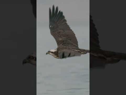 Chasing the Fish Hawk: Capturing Osprey Flight on the Chambal River 🌊🦅