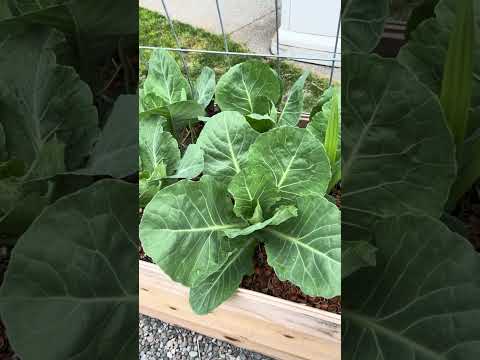 Growing Cabbage #gardening #garden #cabbage