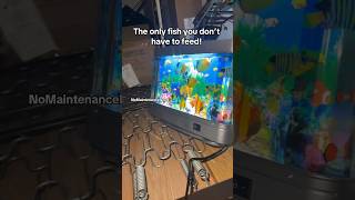 No maintenance at all! #2000skids #aquarium #fishtank #fish