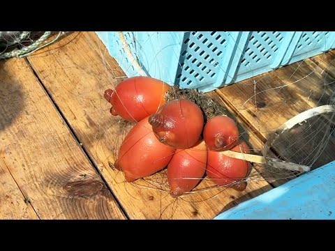 あれ？北海道のアカボヤ食べたら舌がバグった