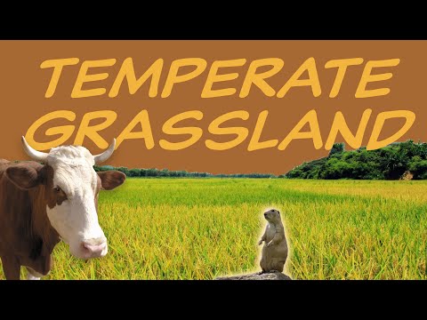 Explore the TEMPERATE GRASSLAND Biome 🌽 Nature Ecology & Environment