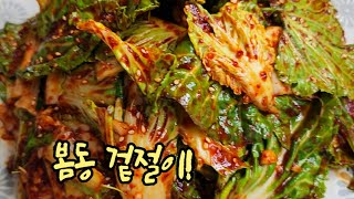 [봄동 겉절이!] 지금 가장 달고 고소한 "봄동" 맛있 게 양념하는 방법! 👍