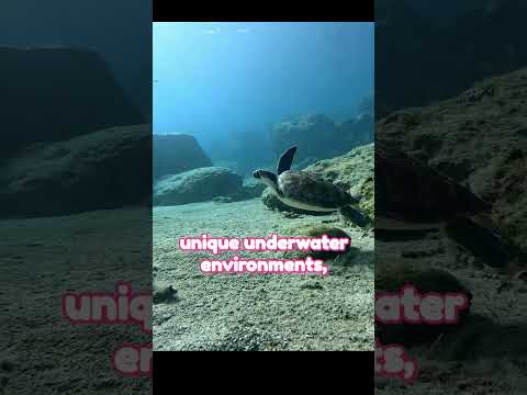 Underwater Wonders: Amazing Ocean Animals 🐠🌊 #shorts #oceananimals #shortsviral