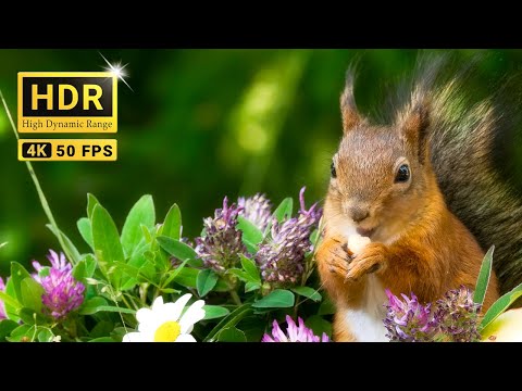 Cutest Red Squirrels and Their Bird Friend😽 TV for Cats and Dogs🐕 10 hrs 4K Real HDR