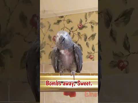 Sometimes I tell Marcia to "Bombs Away!" #africangreyparrot #takingparrot #shorts