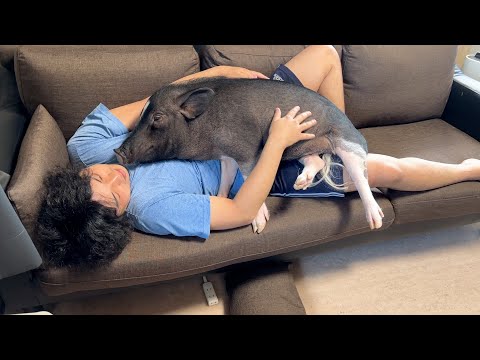 The story of a pig who didn't miss his dad, until he opened his heart.