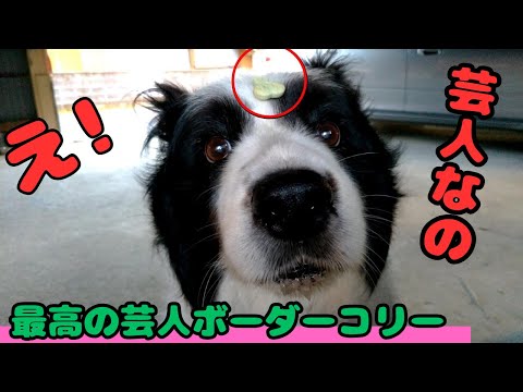 “The best comedian Border Collie [Memories] #dog #BorderCollie #cute