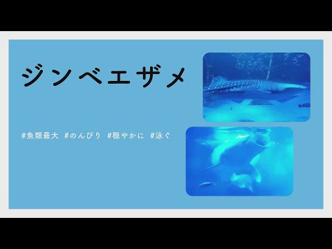 【#かわいい#楽しい#癒し水族館に行こう】ジンベエザメ