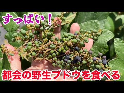 すっぱい！都会の野生ブドウを食べる