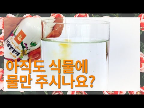 아직도 식물에 물만 주시나요?