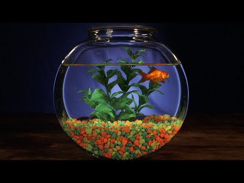 myGOLDFISH - Relaxing Virtual Pet Video with Soothing Music