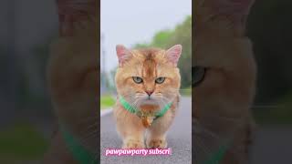 "The Most Elegant Run: Beauty Cat on the Move"#catrunnig #beautifulcat #catlover #catofyoutube #cats